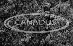 canadus-actspgepb Active Sponge Lead